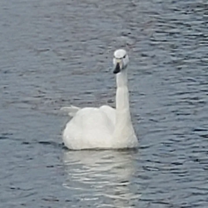 Whooper Swan