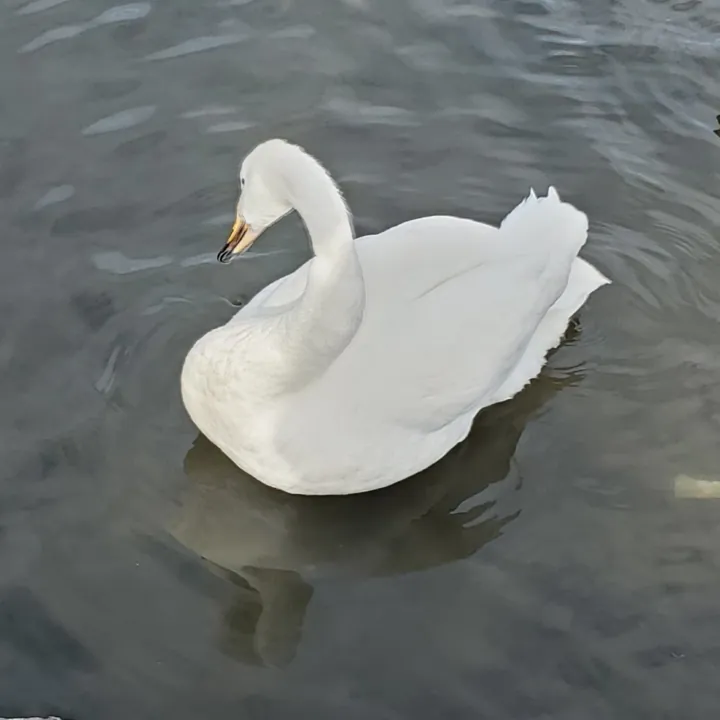 Whooper Swan