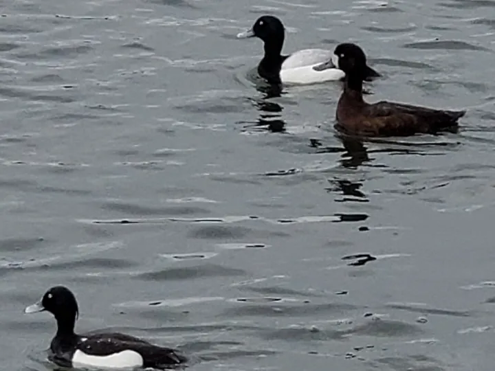 Greater Scaup