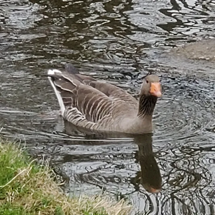Graylag Goose