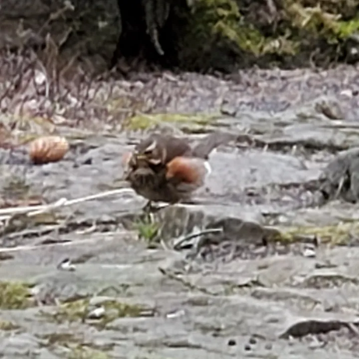 Redwing