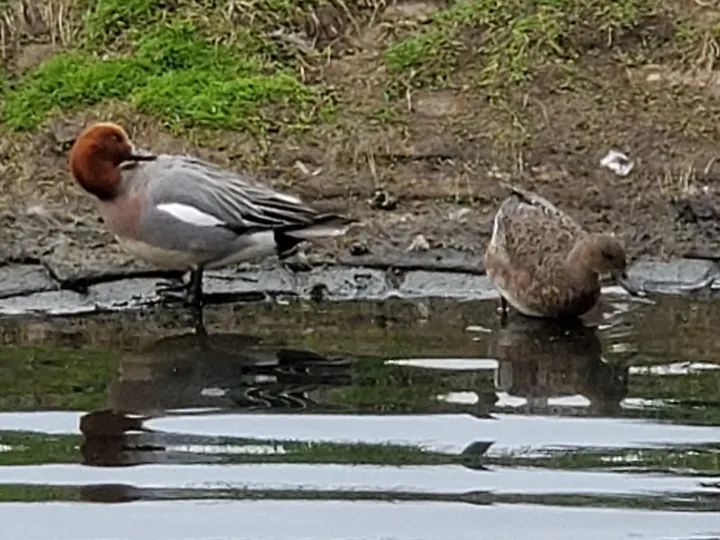 Eurasian Wigeon