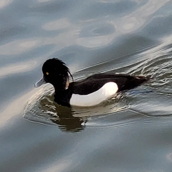 Tufted Duck