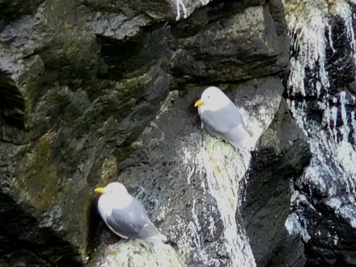 Black-legged Kittiwake