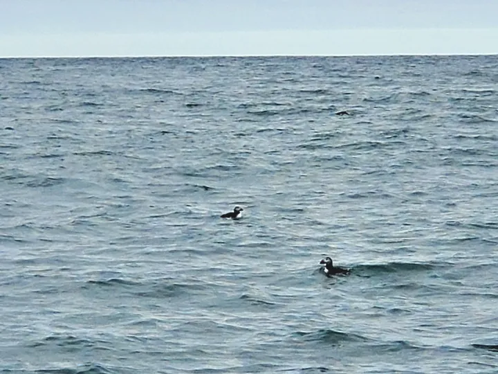 Atlantic Puffin