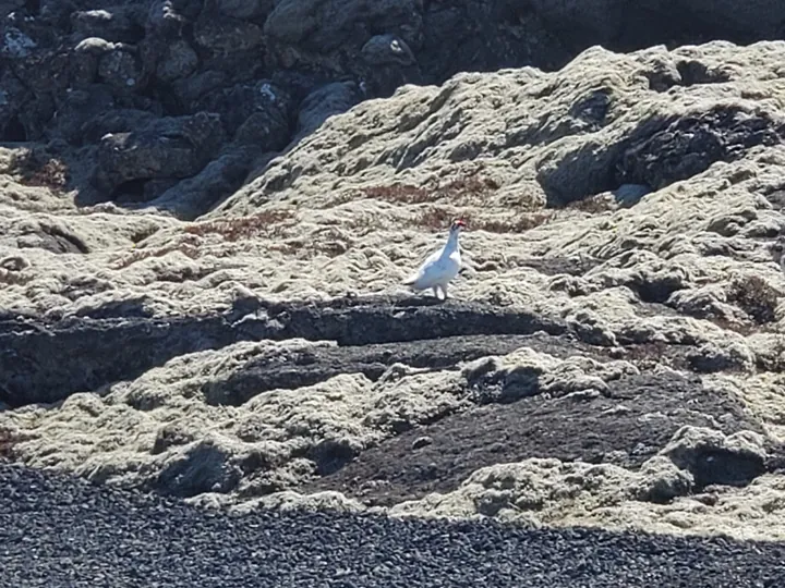 Rock Ptarmigan