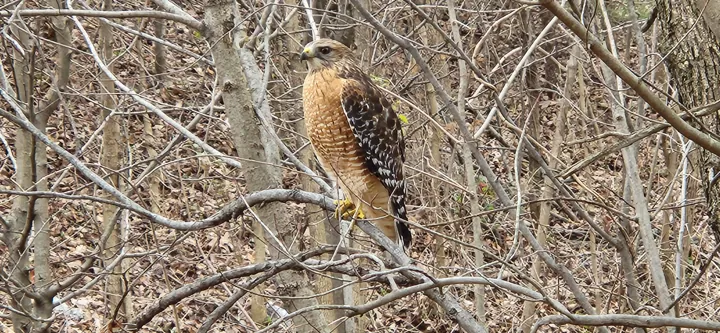 Red-shouldered Hawk