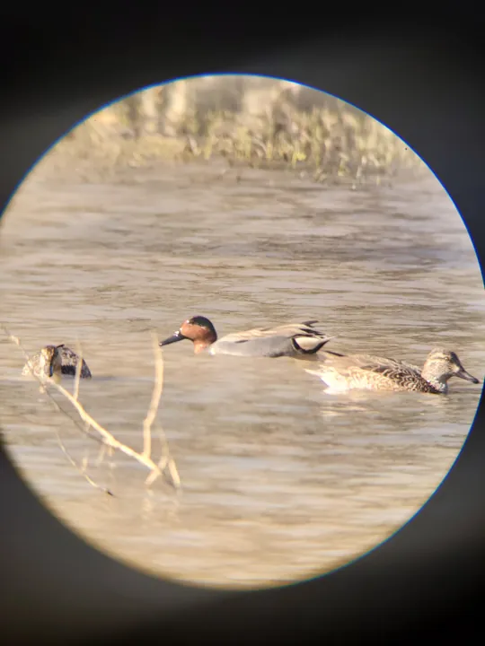 Green-winged Teal