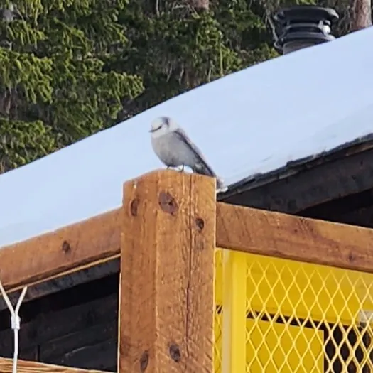 Canada Jay