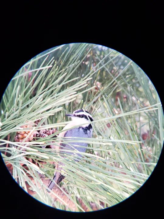 Red-breasted Nuthatch
