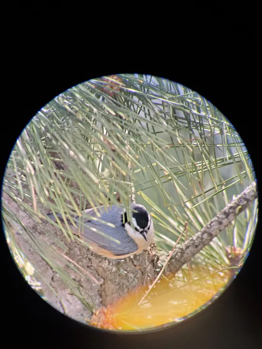 Red-breasted Nuthatch