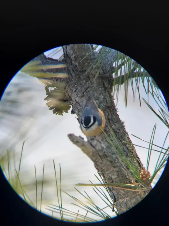 Red-breasted Nuthatch