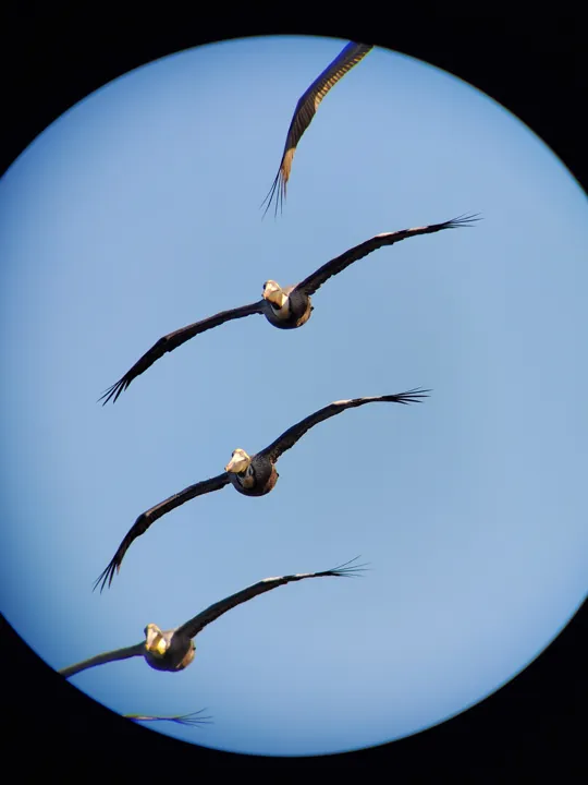 Brown Pelican