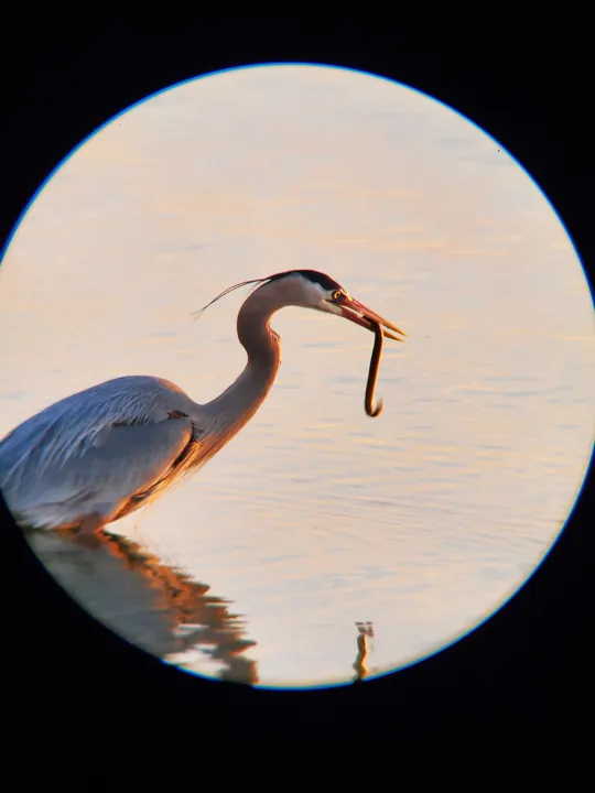 Great Blue Heron