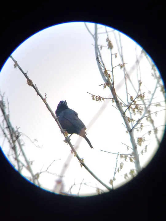Common Grackle