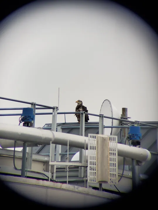 Bald Eagle
