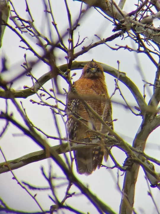 Red-shouldered Hawk
