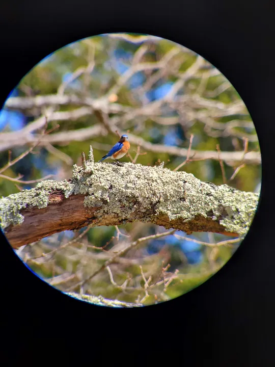 Eastern Bluebird