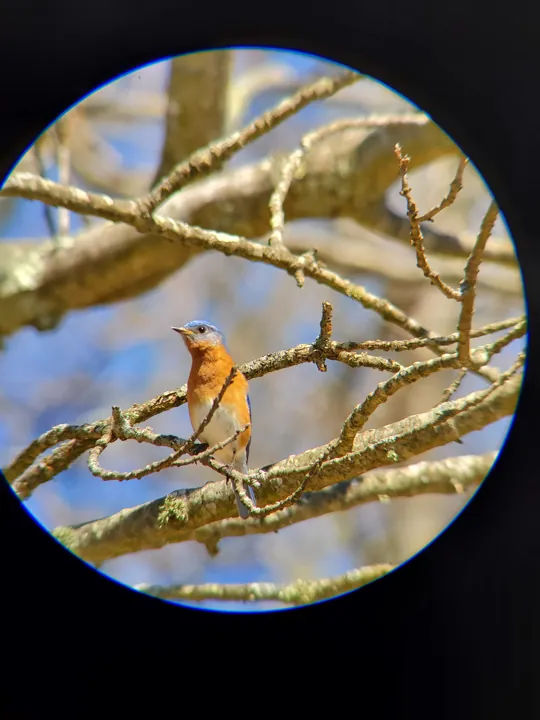 Eastern Bluebird