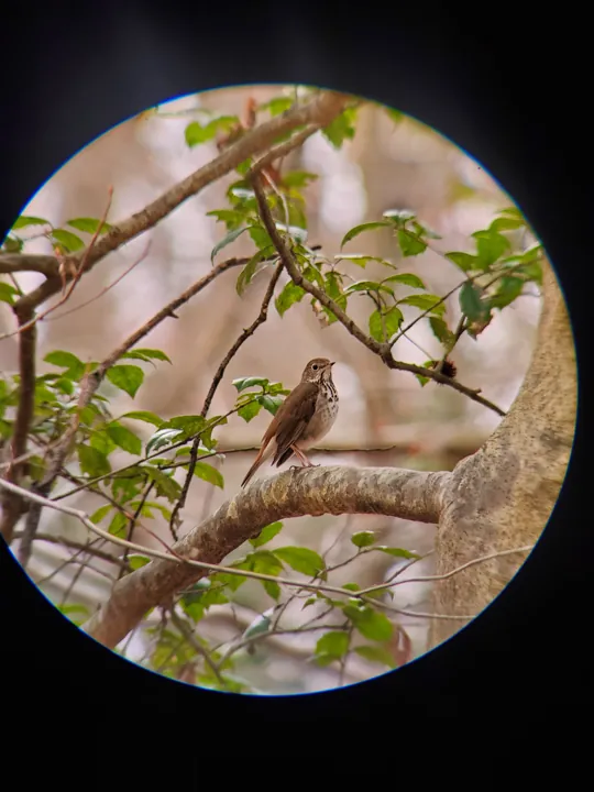 Hermit Thrush
