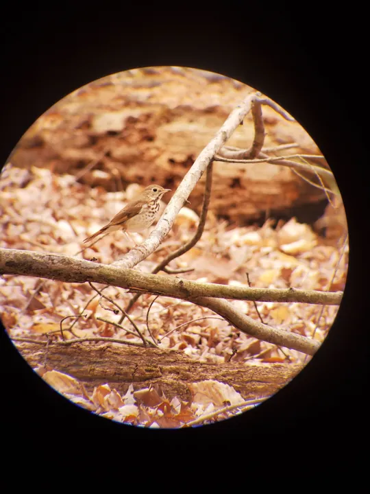 Hermit Thrush