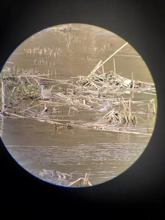Greater Yellowlegs
