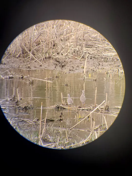 Greater Yellowlegs