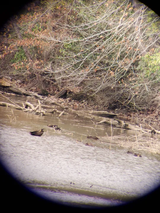American Black Duck
