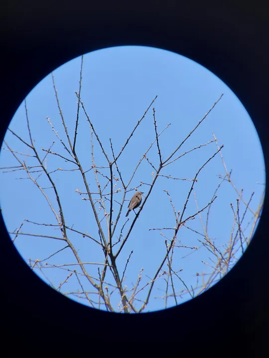 Rusty Blackbird