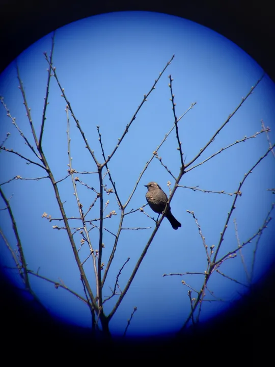 Rusty Blackbird