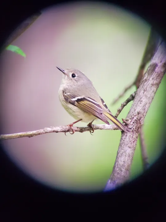 Ruby-crowned Kinglet
