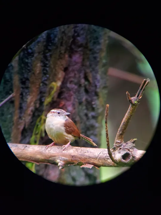 Carolina Wren
