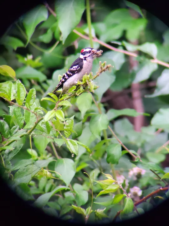 Downy Woodpecker