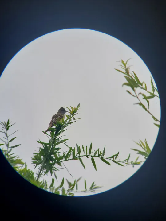 Great Crested Flycatcher