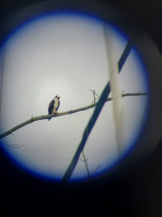 Osprey