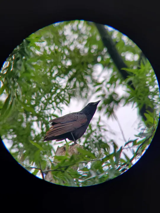 Fish Crow