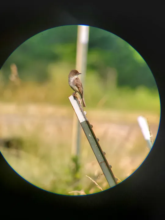 Eastern Phoebe