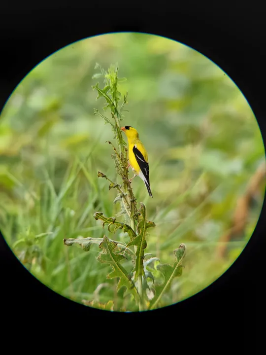 American Goldfinch