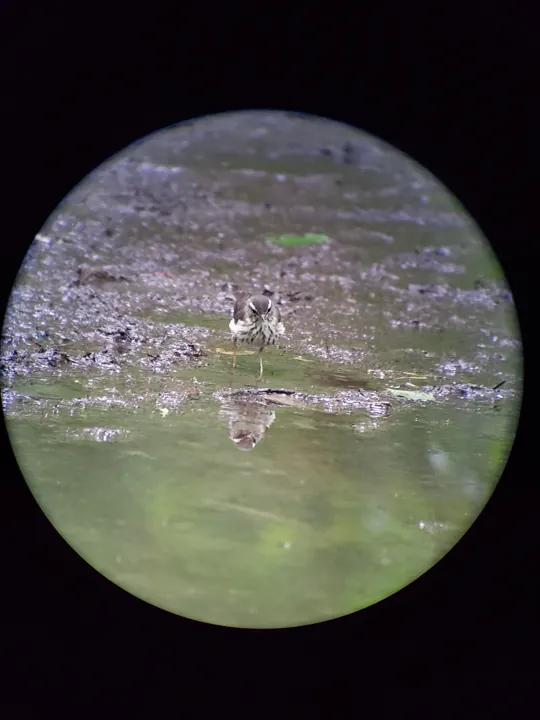 Louisiana Waterthrush