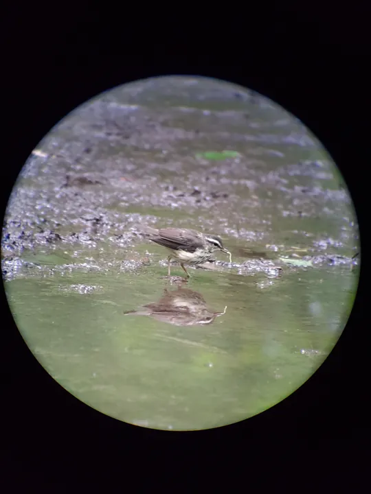 Louisiana Waterthrush