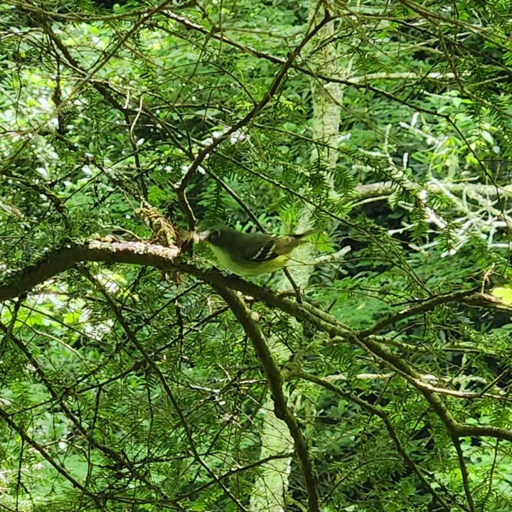 Blue-headed Vireo