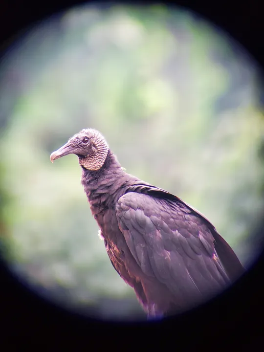 Black Vulture