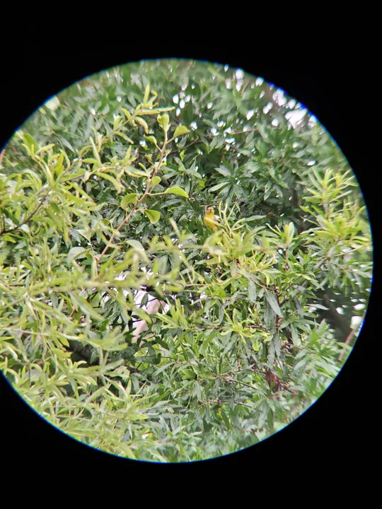 Orchard Oriole