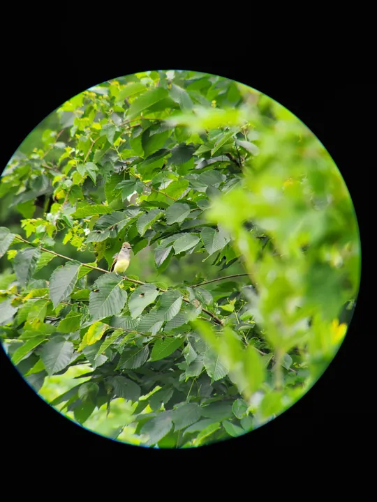 Great Crested Flycatcher