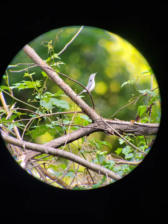 Blue-gray Gnatcatcher