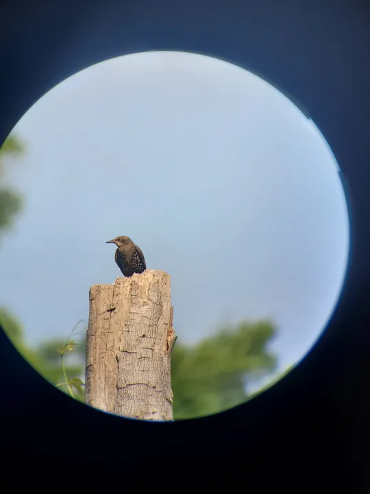European Starling