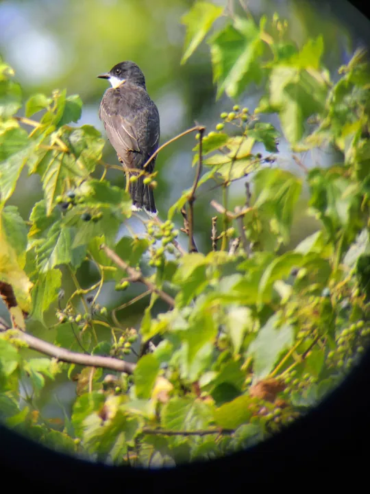 Eastern Kingbird