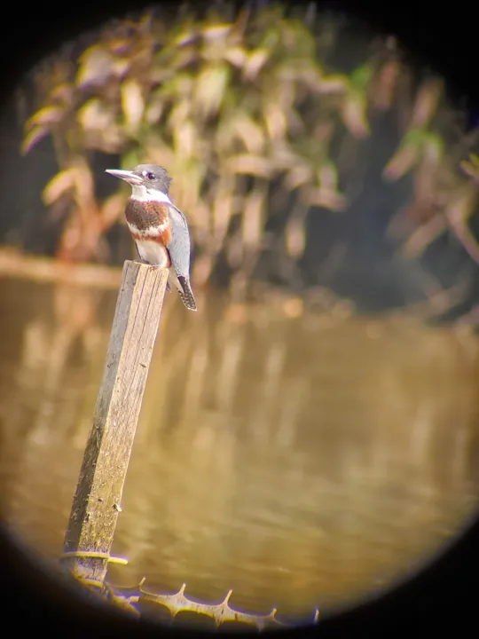 Belted Kingfisher