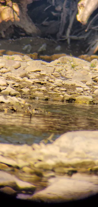 Lesser Yellowlegs