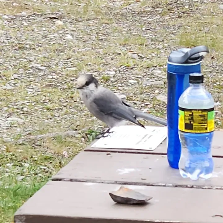 Canada Jay